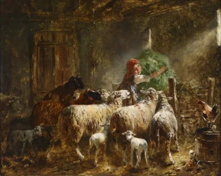 Nourrissage des moutons